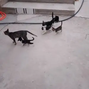 Кошки, Душанбе