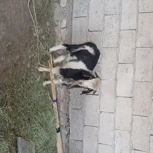 Коза, Хуросон