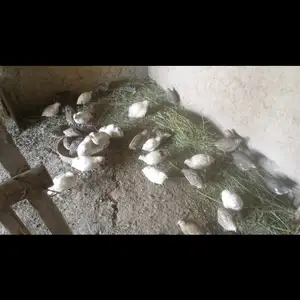 Бедона, Душанбе