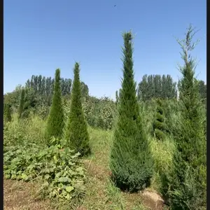 Можжевельник, Душанбе