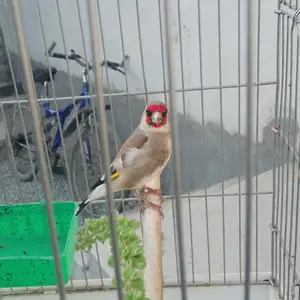 Саба, Худжанд