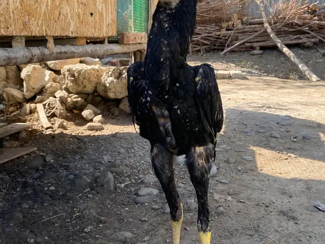 Дакан, Конибодом