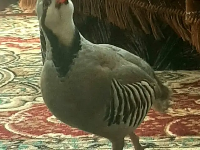 Кабк, Душанбе