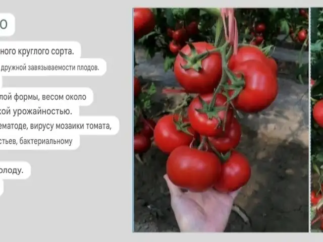 Тухми помидор, Бохтар (Курган-Тюбе)