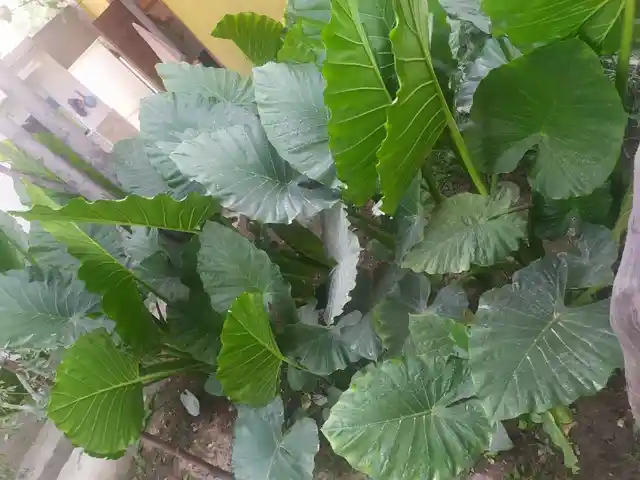 Гулхои хонаги, Душанбе