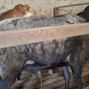 Гусфанди калон, Худжанд