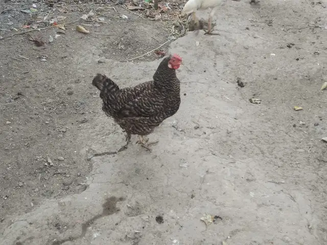 Мург, Душанбе