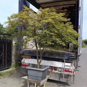 Клён, Душанбе