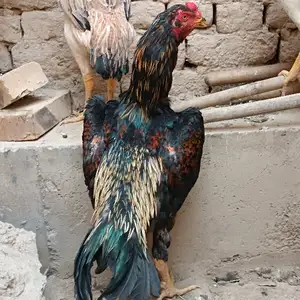 Дакан Чуча, Хуҷанд