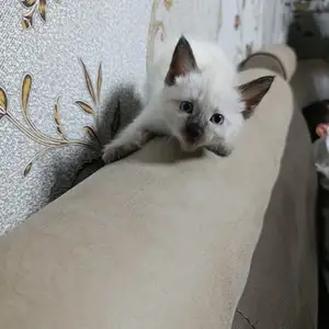 Кошка даром, Худжанд