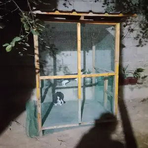Клетка, Душанбе