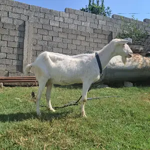 Бузи Заненски, Душанбе