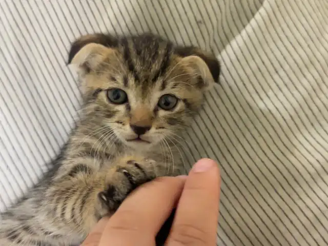 Котёнок, Душанбе - 5