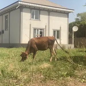 Гуночин, Бохтар (Курган-Тюбе)