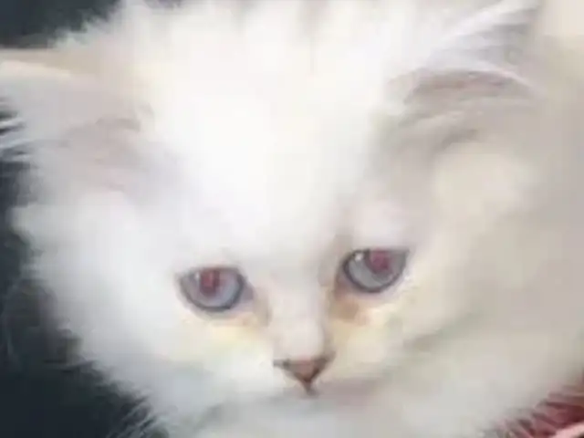 Шотландский котёнок, Душанбе