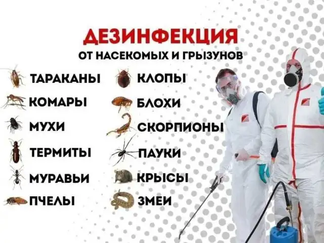 Услуги по дезинфекции, Душанбе