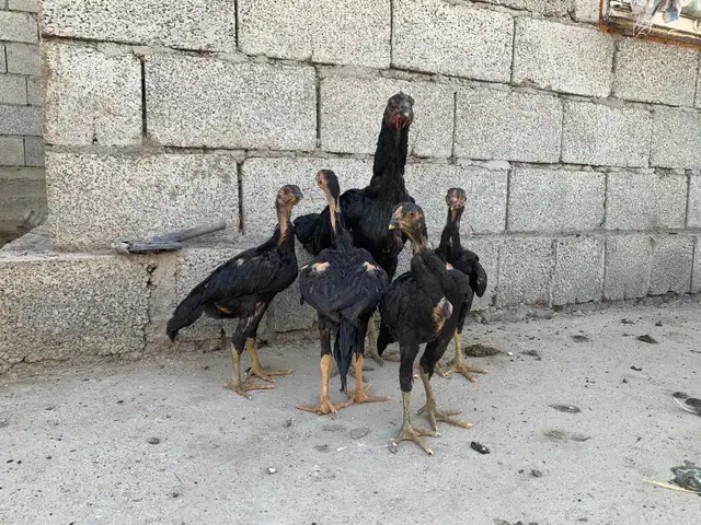 Дакан, Душанбе