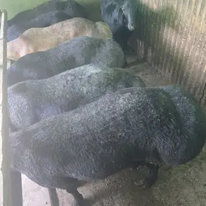 Гусфанд, Худжанд