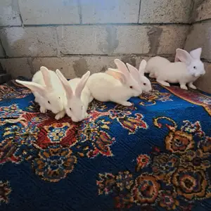Кролик Хикол зоти гушти, Душанбе