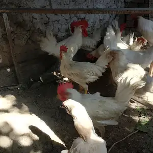 Мург, Канибадам