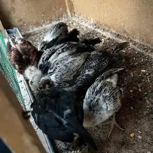 Чучахо, Худжанд