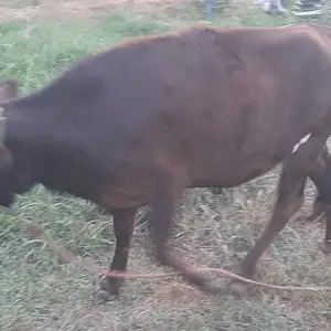 Ғуноҷин, Рудаки
