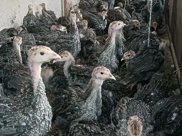 Индюки бронза 708, Ашт