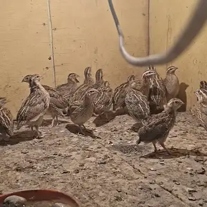 Бедона, Исфара