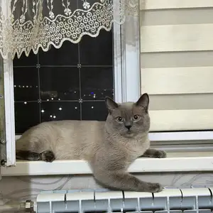 Кот на вязку, Душанбе