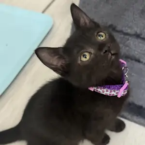 Котенок полупородистый даром, Душанбе