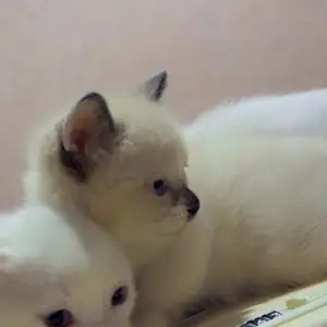 Шотландские вислоухие котята, Душанбе