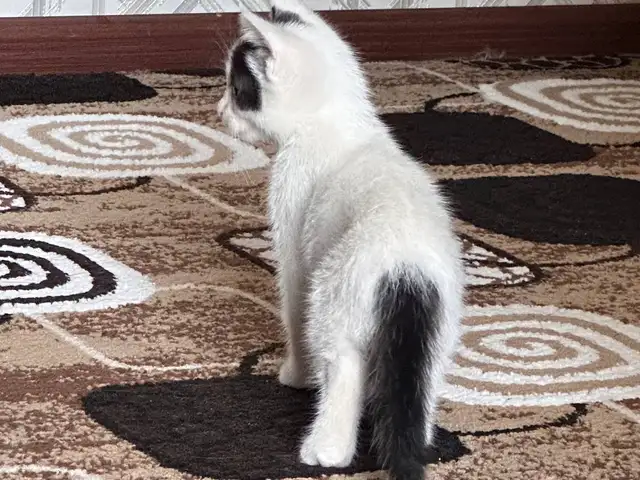 Котенок, Худжанд