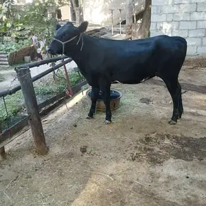 Гусалаи ангуст, Вахдат
