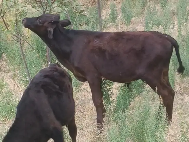 Букача, Душанбе