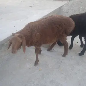Баррахо, Душанбе