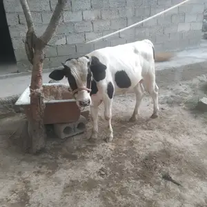 Бука, Ваҳдат