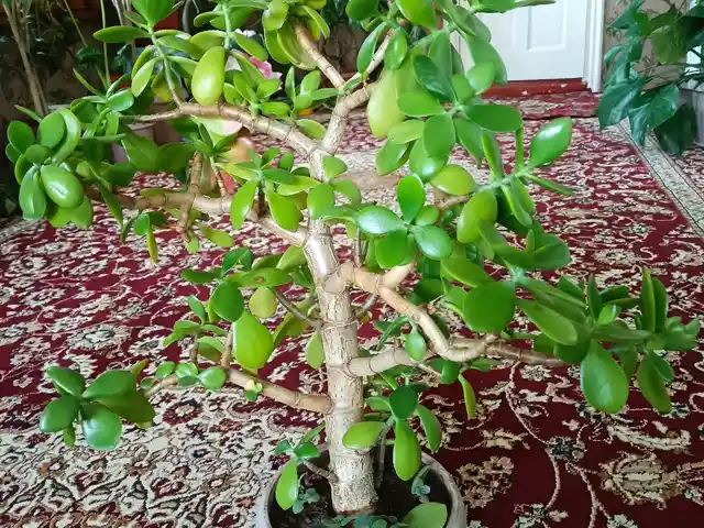 Денежное дерево, Душанбе