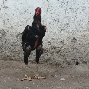 Дакан, Турсунзаде
