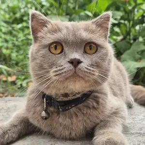 Шотландская кошка, Худжанд