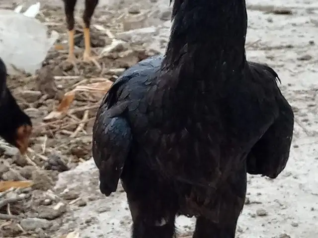 Хуруз, Хуҷанд