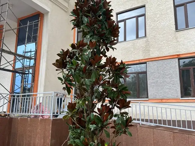 Дерево Магнолия, Душанбе