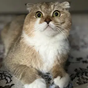 Кошка, Душанбе