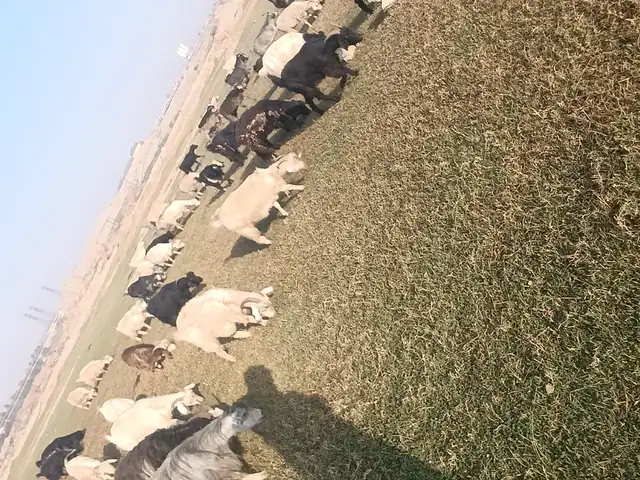 Буз, Душанбе