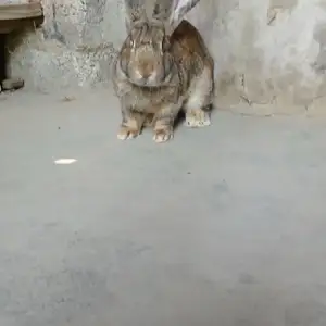 Кролик Фландер, Душанбе