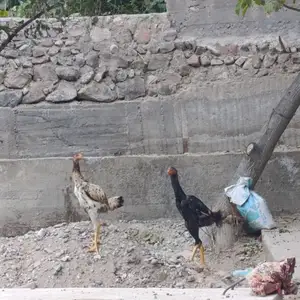Чучаи дакан, Ашт