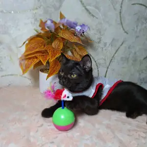 Британский котенок мальчик, Хуҷанд