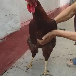 Хуруз ва мурги ломан браун, Вахдат