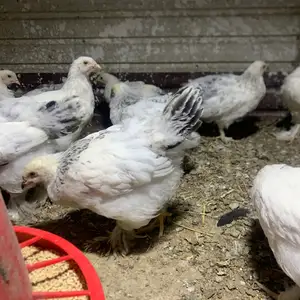 Мурги Брама, Худжанд