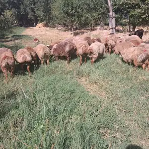 Гусфанд, Хуҷанд