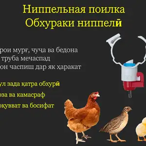Поилка/Обхураки ниппелӣ сафед, Душанбе